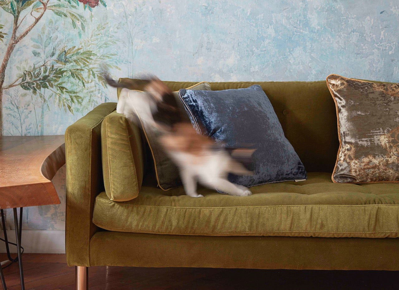 House Cat walking on green living room sofa 